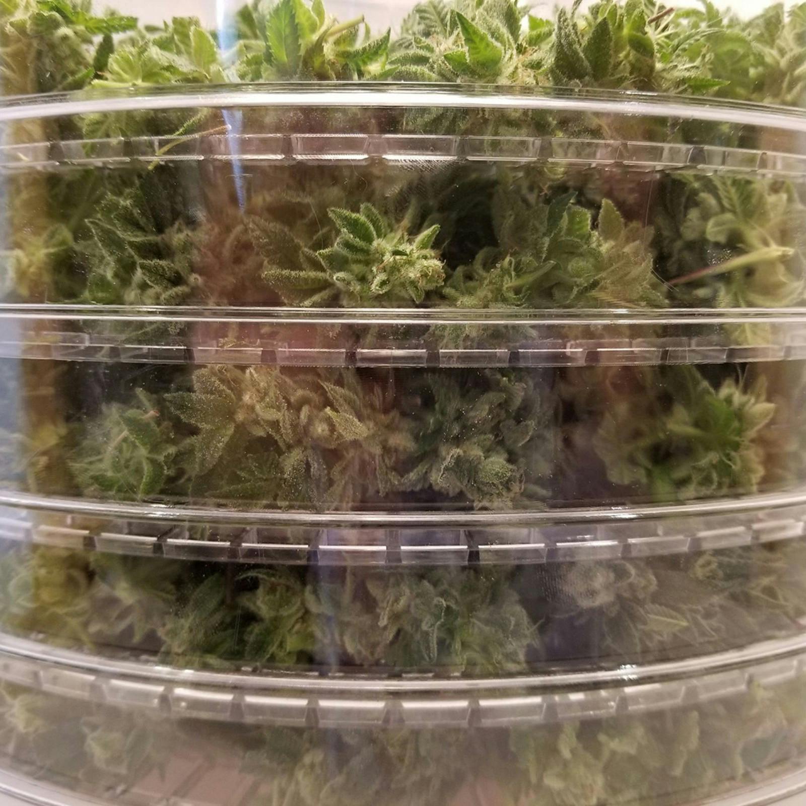 HerbsNOW HerbsNOW cannabis dryer Leafly